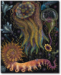Starz Puzzles: R. S. Connett "Devouring Star Jelly"