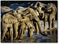 Starz Puzzles: Sandy Sharkey "African Elephant Family"