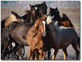 Starz Puzzles: Sandy Sharkey "Wild Horse in Utal"